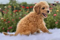 Preston, a male Miniature Goldendoodle for sale in Bloomfield, MO – Photo 9 of 10