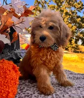 Preston, a male Miniature Goldendoodle for sale in Bloomfield, MO – Photo 6 of 10