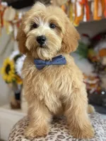 Preston, a male Miniature Goldendoodle for sale in Bloomfield, MO – Photo 2 of 10