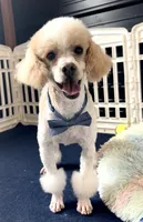 F1bb Mini Dexter, a male Goldendoodle and Miniature Goldendoodle for sale in Bloomfield, MO – 10 of 10