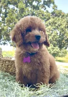 Ruby Red (mini), a female Miniature Goldendoodle for sale in Bloomfield, MO – 4 of 4
