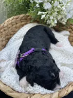 Onyx, a female Miniature Aussiedoodle for sale in Bloomfield, MO – 5 of 6