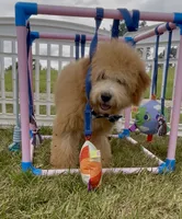 F1bb Mini Trey Video , a male Goldendoodle and Miniature Goldendoodle for sale in Bloomfield, MO – 6 of 10