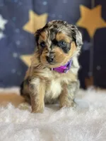 Sadie, a female Miniature Aussiedoodle for sale in Bloomfield, MO – Photo 5 of 5