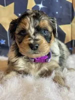Sadie, a female Miniature Aussiedoodle for sale in Bloomfield, MO – Photo 1 of 5