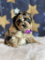 Sadie, a female Miniature Aussiedoodle for sale in Bloomfield, MO – Photo 3 of 5