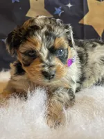 Sadie, a female Miniature Aussiedoodle for sale in Bloomfield, MO – Photo 2 of 5