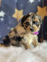 Sadie, a female Miniature Aussiedoodle for sale in Bloomfield, MO – Photo 4 of 5