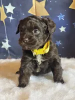 Reese, a female Miniature Aussiedoodle for sale in Bloomfield, MO – Photo 3 of 7