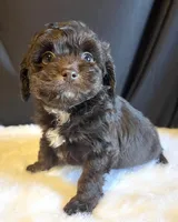 Reese, a female Miniature Aussiedoodle for sale in Bloomfield, MO – Photo 4 of 7