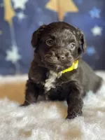 Reese, a female Miniature Aussiedoodle for sale in Bloomfield, MO – Photo 5 of 7