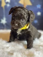 Reese, a female Miniature Aussiedoodle for sale in Bloomfield, MO – Photo 2 of 7