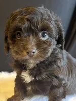 Reese, a female Miniature Aussiedoodle for sale in Bloomfield, MO – Photo 1 of 7