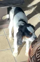 Willie, a male Cavalier King Charles Spaniel for sale in Salem, OR – Photo 2 of 5