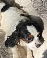 Willie, a male Cavalier King Charles Spaniel for sale in Salem, OR – Photo 4 of 5