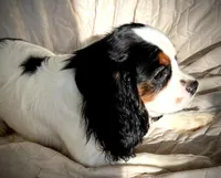 Willie, a male Cavalier King Charles Spaniel for sale in Salem, OR – Photo 5 of 5