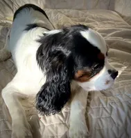 Willie, a male Cavalier King Charles Spaniel for sale in Salem, OR – Photo 3 of 5