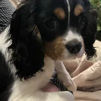 Willie, a male Cavalier King Charles Spaniel for sale in Salem, OR – Photo 1 of 5