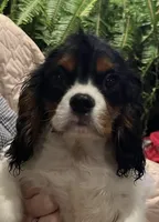 processed/64a45749-d711-4ba3-8606-8a7920f00ed1/listing/a902c2af-4991-4ec9-8549-49dd1536ee8b/207f98c6-9bab-495c-9ca2-2f918c146a15