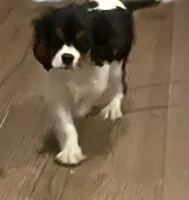 processed/64a45749-d711-4ba3-8606-8a7920f00ed1/listing/a902c2af-4991-4ec9-8549-49dd1536ee8b/ddb16464-0505-44b8-800e-da72c8e23c5b