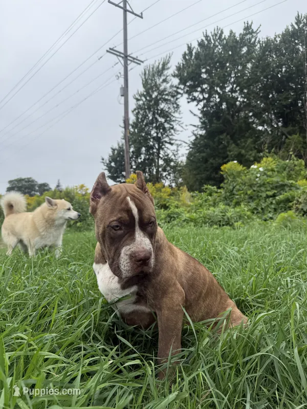 Mr Brownie – American Bully puppy for sale in Holland, MI