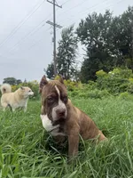 Mr Brownie, a male American Bully for sale in Holland, MI – 1 of 3