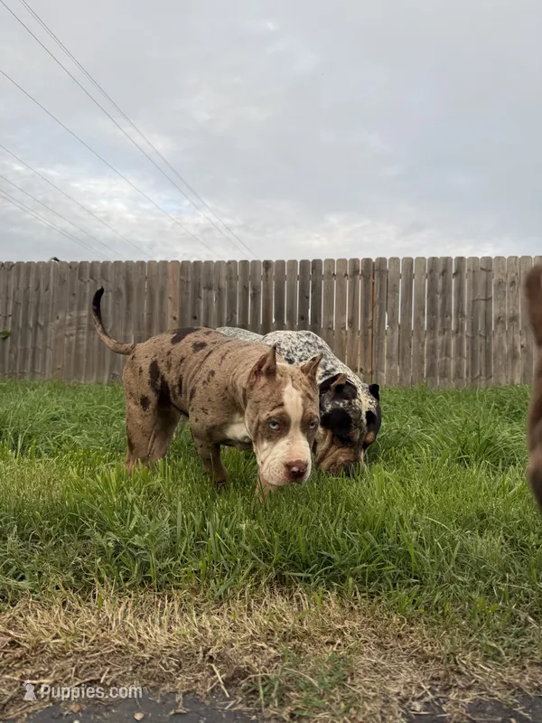 Miss Bluey – American Bully puppy for sale in Holland, MI