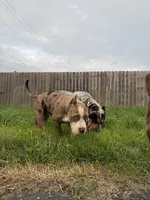 Miss Bluey, a female American Bully for sale in Holland, MI – 1 of 3