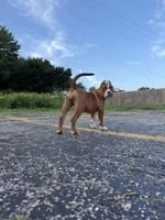 Miss Fawn, a female American Bully for sale in Holland, MI – 2 of 2