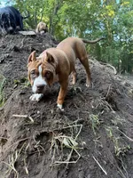 Miss Fawn, a female American Bully for sale in Holland, MI – 1 of 2