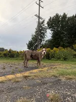 Miss Bluey, a female American Bully for sale in Holland, MI – 3 of 3