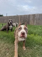 Miss Bluey, a female American Bully for sale in Holland, MI – 2 of 3