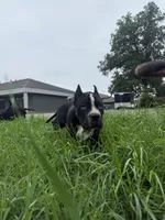 Dopey , a male American Bully for sale in Holland, MI – 3 of 3