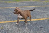 Brownie!, a male American Bully for sale in Holland, MI – 2 of 2