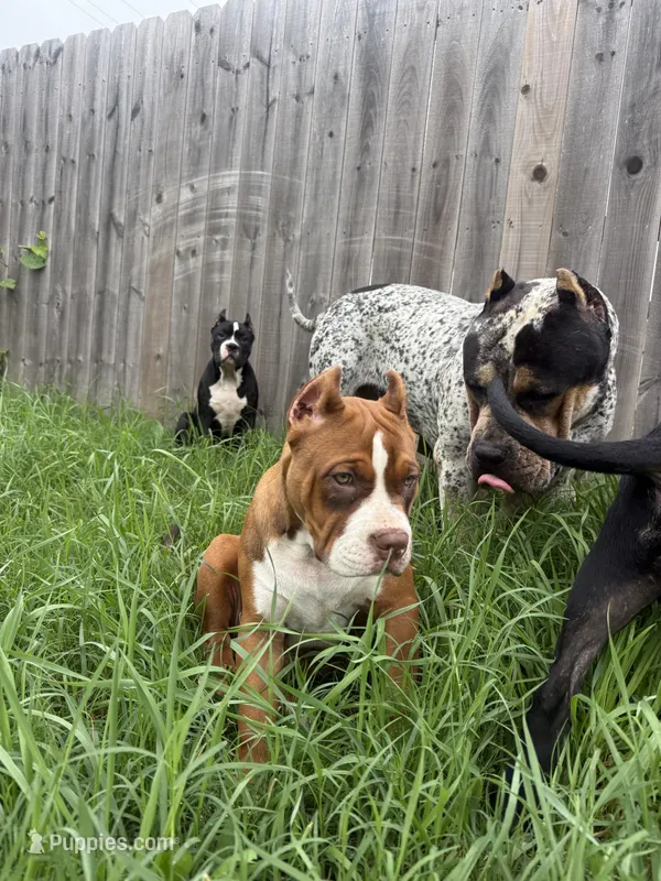 Miss Baby Girl – American Bully puppy for sale in Holland, MI