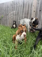 Miss Baby Girl, a female American Bully for sale in Holland, MI – 1 of 1