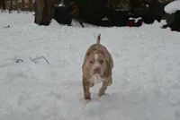 Nala , a female American Bully for sale in Holland, MI – Photo 5 of 5