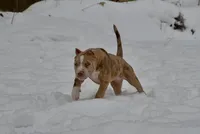 Nala , a female American Bully for sale in Holland, MI – Photo 4 of 5