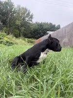 Dopey , a male American Bully for sale in Holland, MI – 2 of 3
