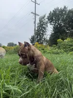 Mr Brownie, a male American Bully for sale in Holland, MI – 2 of 3