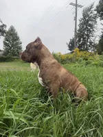 Mr Brownie, a male American Bully for sale in Holland, MI – 3 of 3