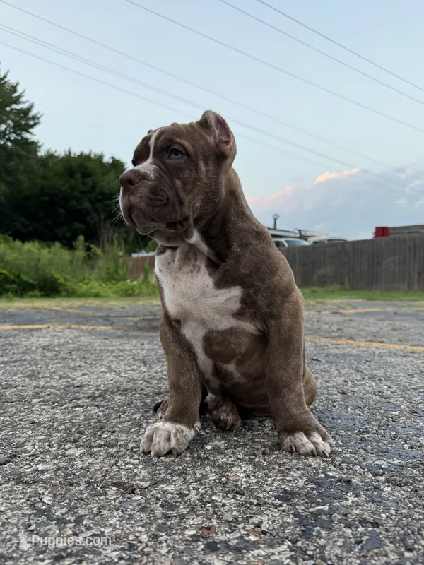 Brownie! – American Bully puppy for sale in Holland, MI