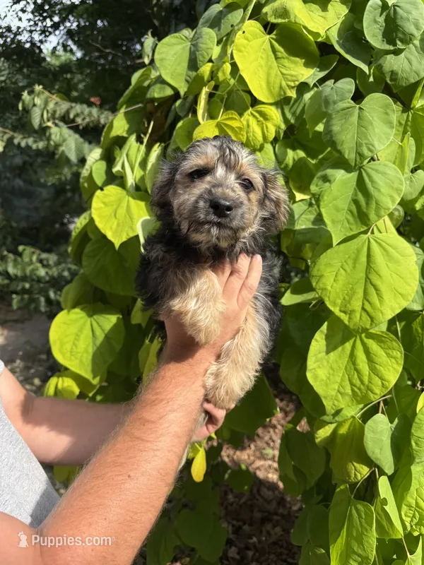 Cindy – Yorkipoo puppy for sale in Henderson, NC