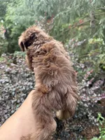 Cindy , a female Yorkipoo for sale in Henderson, NC – 3 of 3
