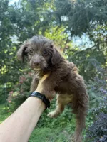 Tara, a female Yorkipoo for sale in Henderson, NC – 2 of 2