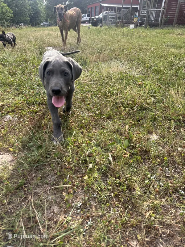 Gray – Great Dane puppy for sale in Henderson, NC