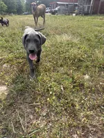Gray, a male Great Dane for sale in Henderson, NC – 1 of 2
