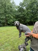 Gray, a male Great Dane for sale in Henderson, NC – 1 of 1