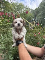 Duke, a male Yorkipoo for sale in Henderson, NC – 3 of 5