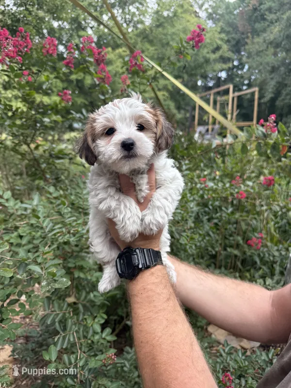 Duke – Yorkipoo puppy for sale in Henderson, NC